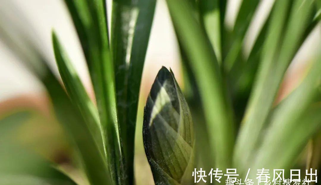 浇水|新手养兰花,别再这样浇水了!