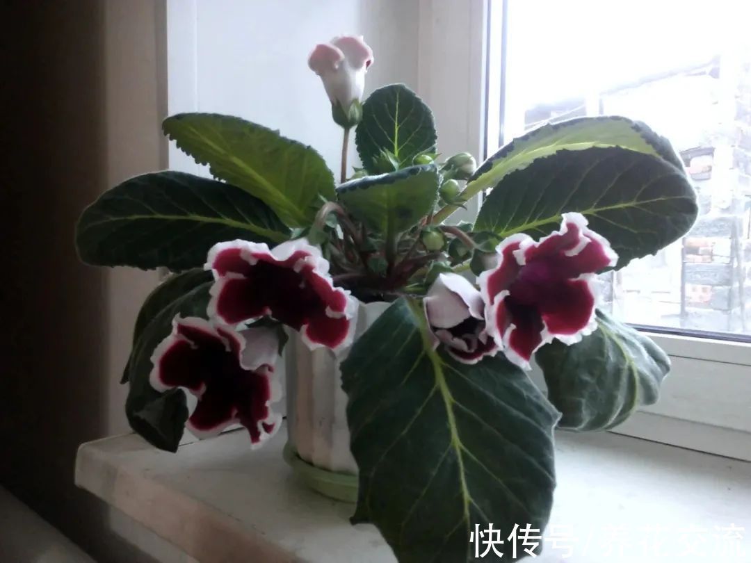 室内|15种可以在窗台上开花灿烂的室内盆栽,有散射光就能正常开花