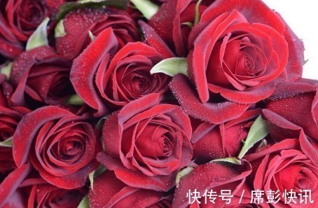 黑魔术|新手养花,不如养盆花中精品“黑魔术”,花开色如黑墨,高贵典雅