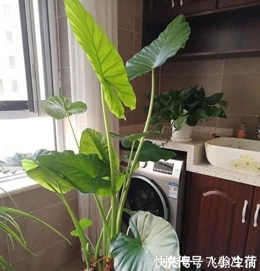 夹竹桃|这5种花，不要钱也不能养，全都有毒，养了后悔都来不及