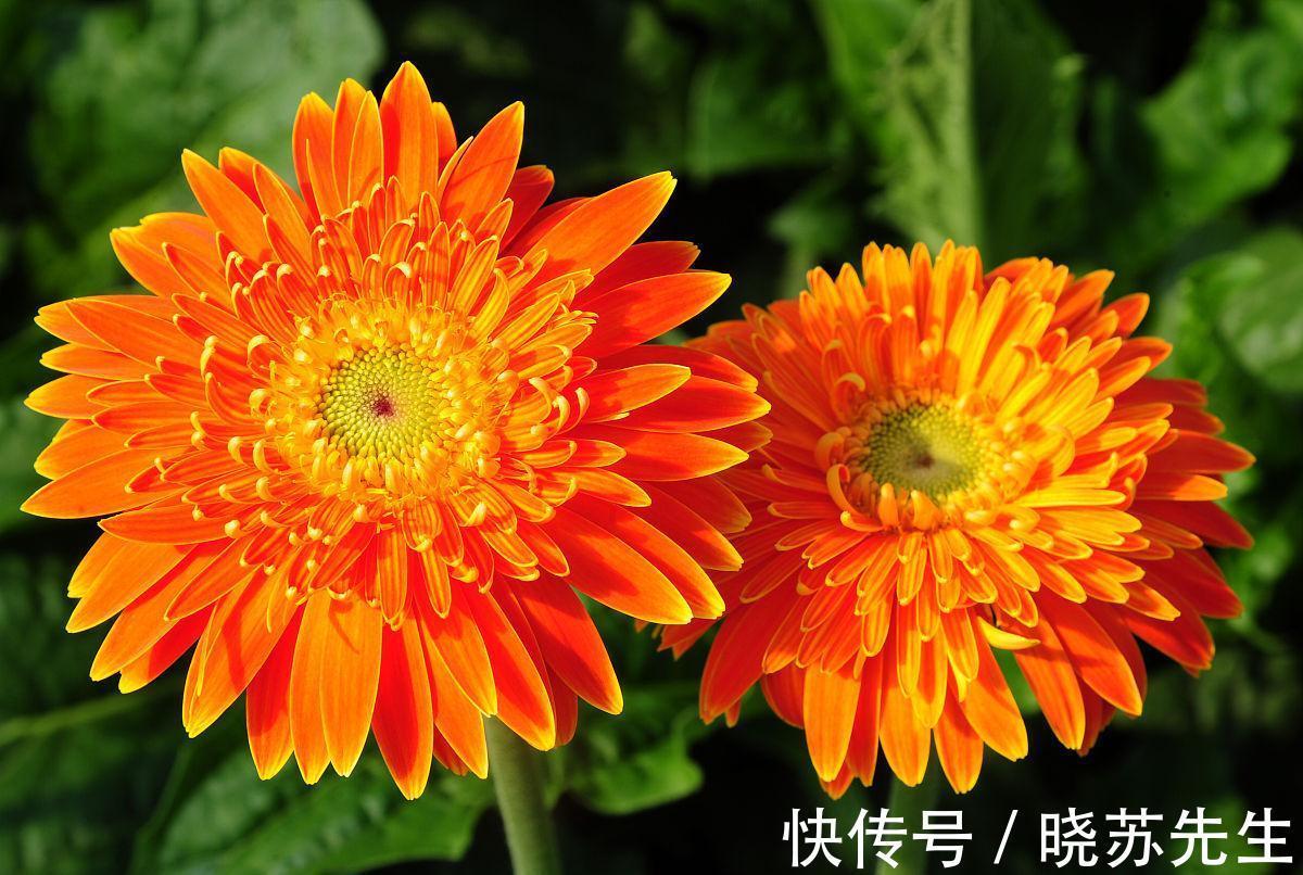 空气|冬季室内通风不好,就养3种养人花,个个都是清新空气小能手