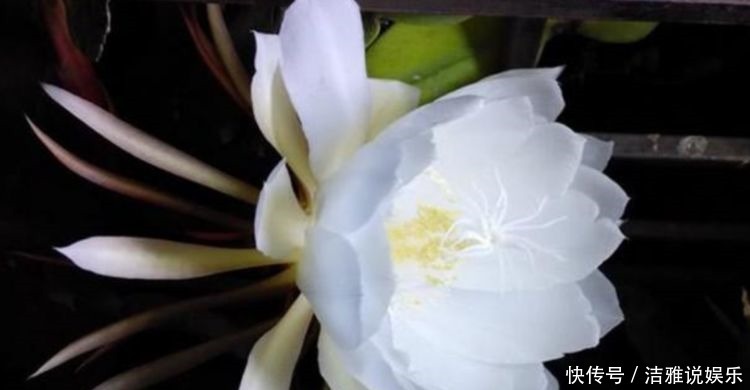 轻松|几种植物养在阳台,花大色艳很漂亮,轻松开出花海