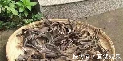 君子兰|君子兰不开花?2种废料埋盆里,花箭蹭蹭冒,开花2个月