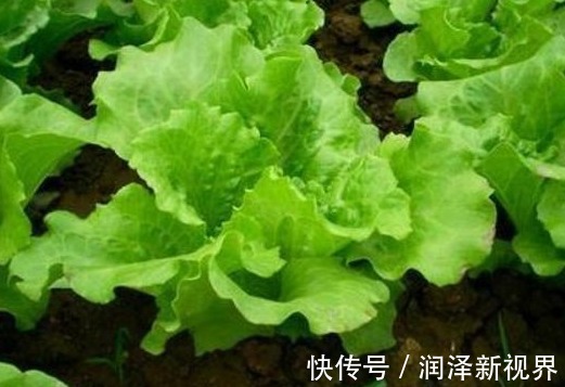 维生素c|夏天必吃的一种蔬菜，增白皮肤，镇痛催眠，效果非常好