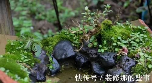 个性|破壶烂瓦做盆，每一个都破出了个性