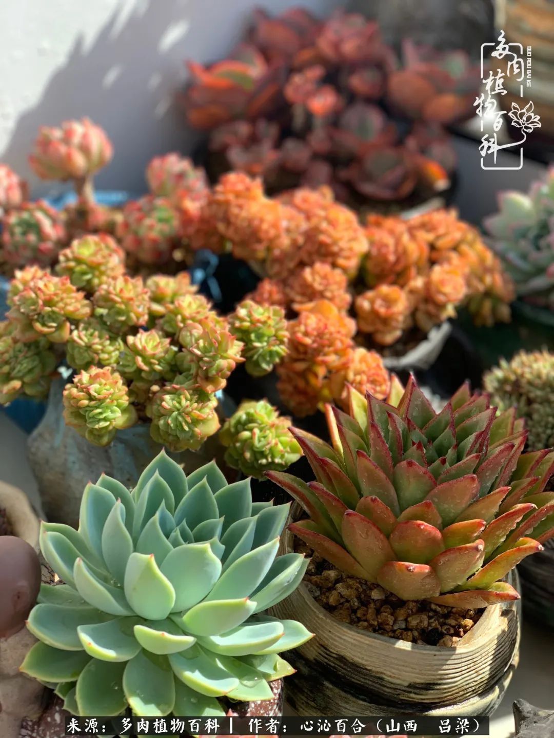 夏季的多肉，绿色才是主色调！努力呵护，期待绽放的那一刻！