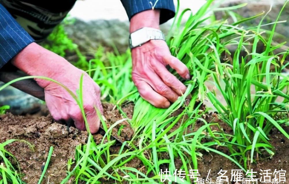 才知道，“粗韭菜”和“细韭菜”区别这么大，看完后别再买错了