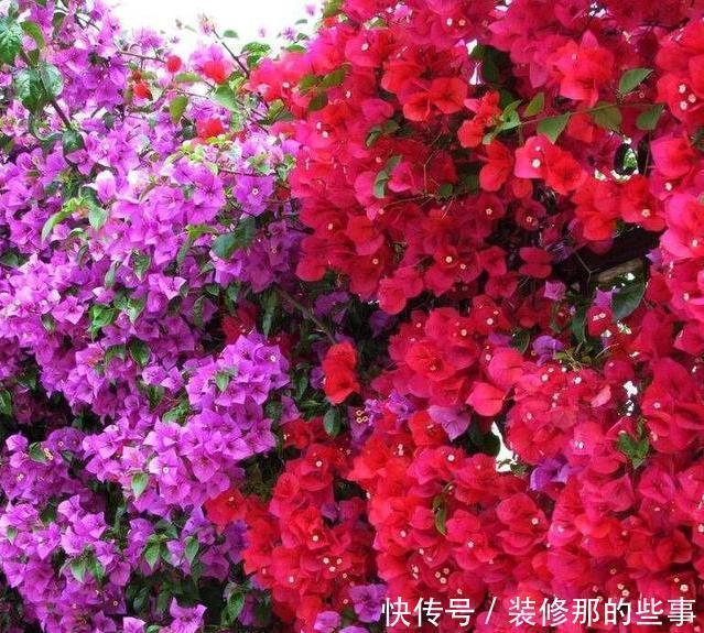 露台|有露台就种这三种花,生长速度快,遮阳好养漂亮,花儿开成瀑布