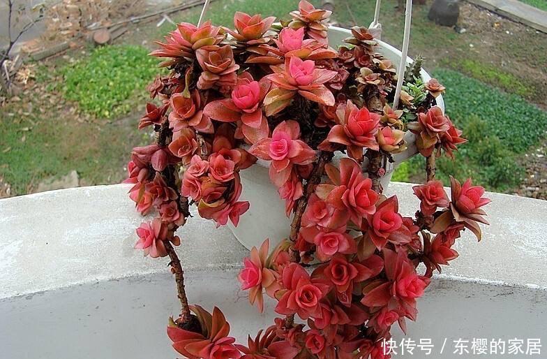 很好养活的3种“多肉”,养出群生养成老桩,真的很美