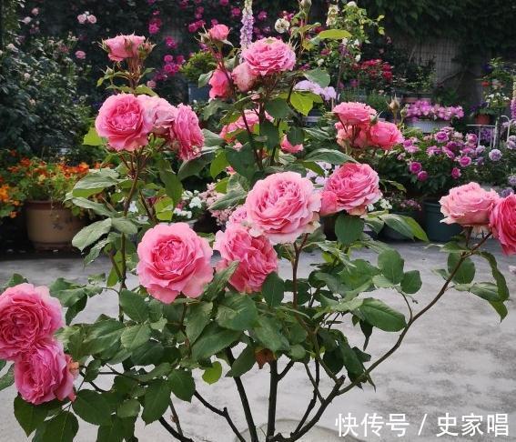 月季修剪后发芽不整齐,常见的3个原因和解决办法