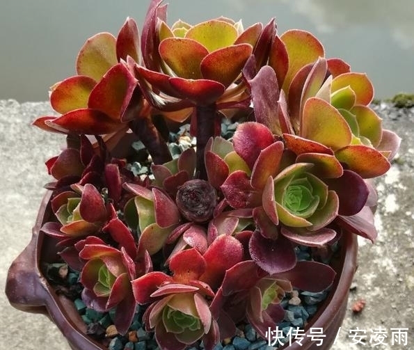 叶片|这“三多肉”是爆崽小能手,入冬放室外冻一冻,无需砍头易群生