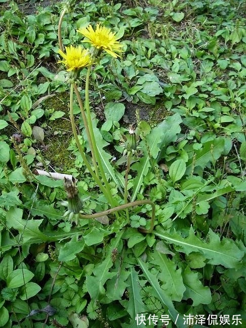 预防感冒|此菜是天然的安眠药,而且还可预防感冒,治咳嗽