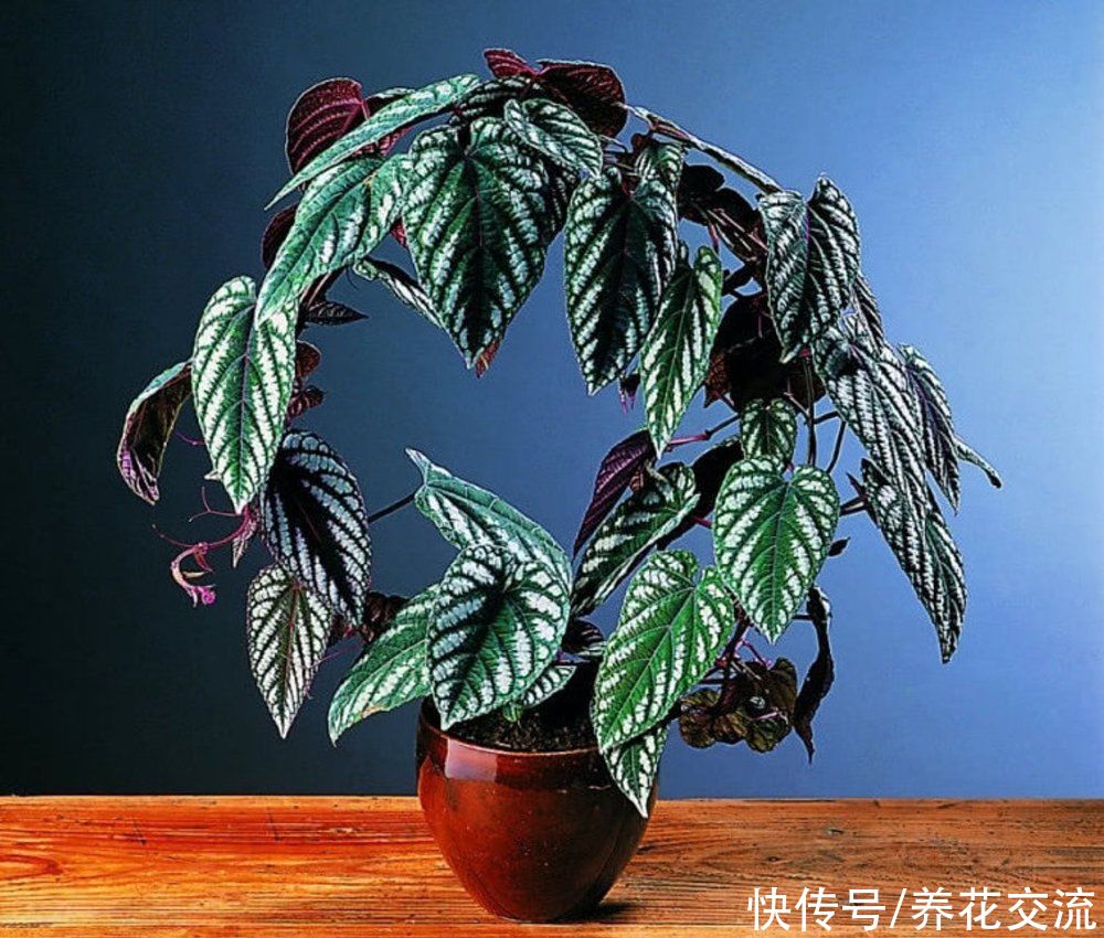 叶子斑斓的锦叶葡萄，适合养成室内爬藤植物，可布置垂盆景观