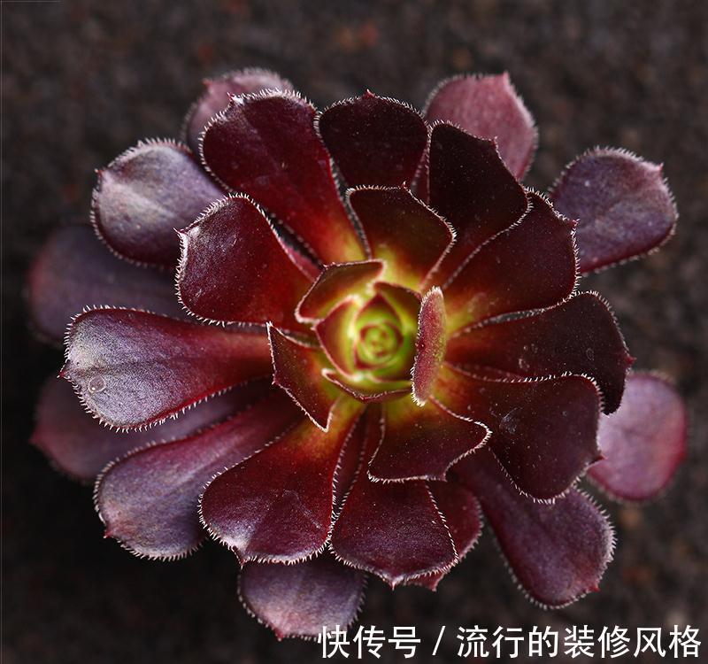 不想肉肉分分钟死给你看,赶紧入手这些皮实好养容易度夏的品种