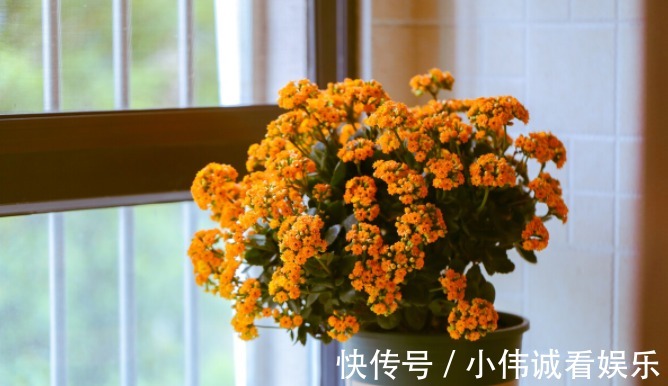 卧室|卧室养花不能随便!以下这三种花,不仅有助睡眠还好养