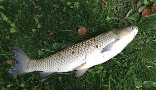 鱼钩|钓鱼技巧:知道钓离底,“反向钓离底”是个啥钓法?应该怎么用?