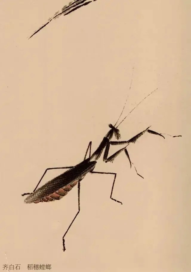 蝈蝈$国画技法图典——草虫篇:蝗虫 蚂蚱 蝈蝈 螽斯 螳螂 蟋蟀