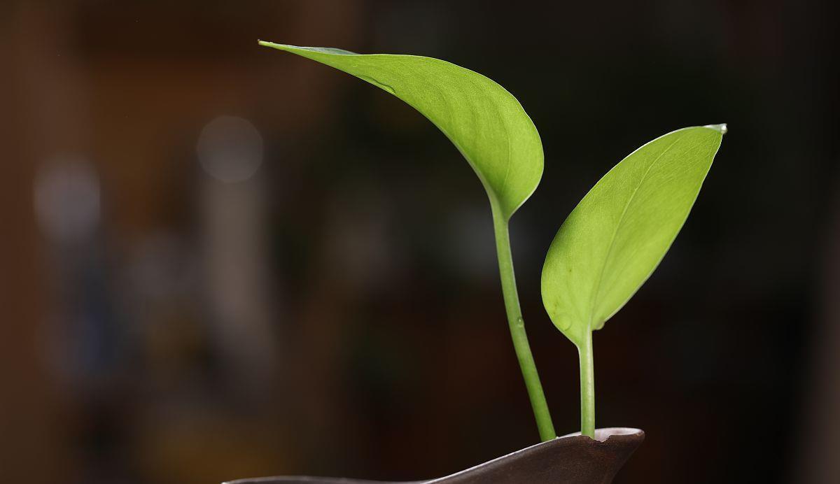 光照|喜阴的室内植物花卉有哪些