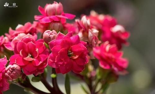 长寿花的叶子怎样才能养的跟手掌一样大？如下图？