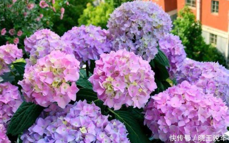 几种植物养在家里,花朵粉嫩丰腴,绚丽夺目,轻松开出一片花海