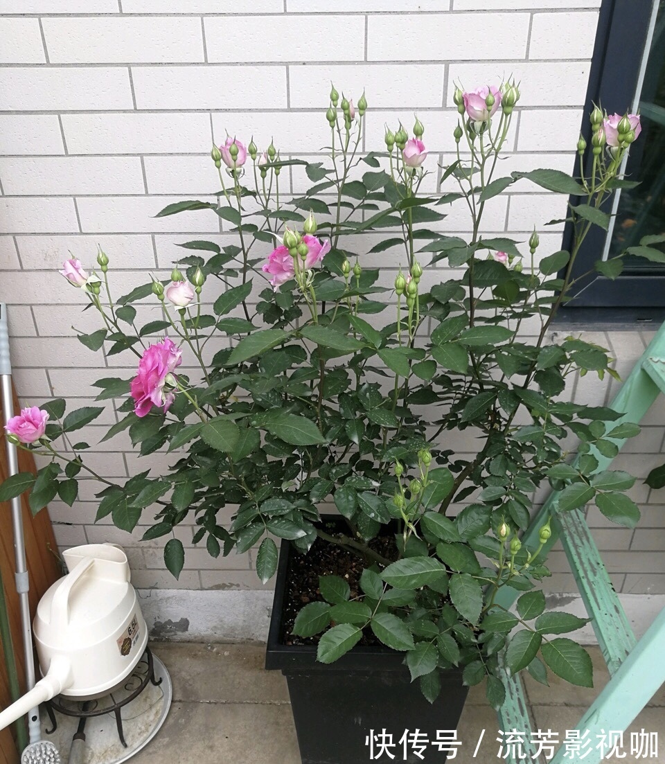 钾肥|想让月季开花多,记住5月做好“几件事”,花苞一茬又一茬