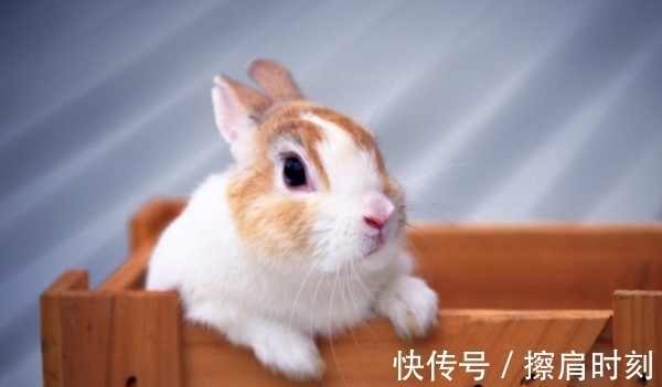 大金兔|大金兔：出生这几月的属兔人，财运通达，生意兴隆，家中财帛不缺