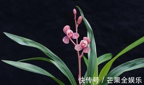 迎春$七言律诗一首:迎春