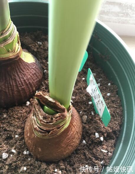 光照|春天养这花,花大如碗,独特漂亮,开完后,简单处理后 能再开花