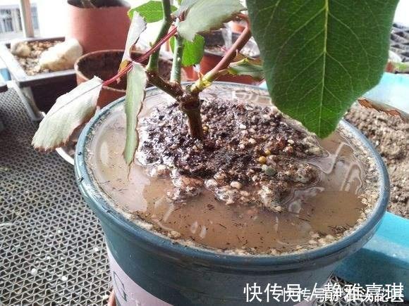 养花“干透浇透”你真的懂吗?很多人做错了,难怪盆土板结!