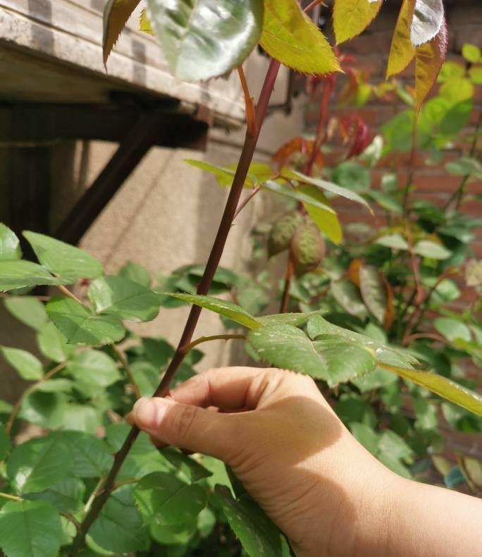 抽出|怎样给盆栽月季施肥？方法有3种，不断抽出新枝，长出花苞