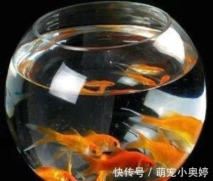 锦鲤|三大冷水鱼，草金鱼占了个不上不下的位置，给人鸡肋的感觉