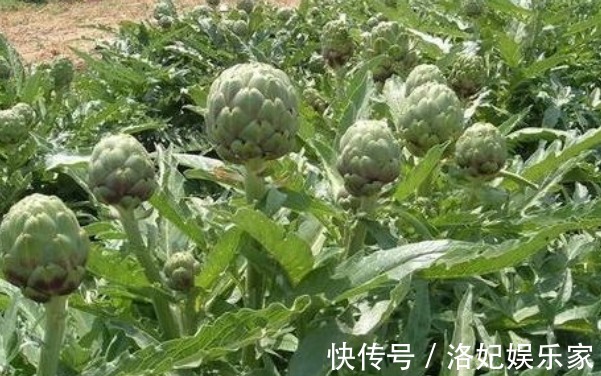 排毒养颜|朝鲜蓟排毒养颜、清热去毒，掌握四点，收获优质的朝鲜蓟！