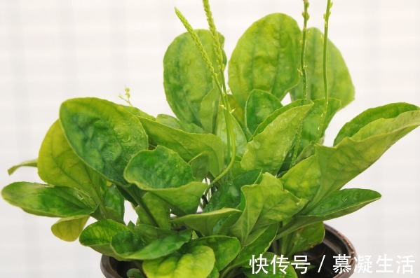 吃法|68种野菜图片,教你认识不同的野菜和吃法,你想要的野菜这里都有