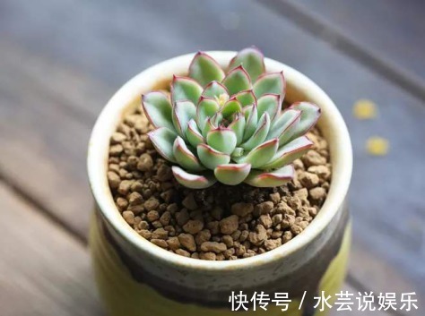 5种颜值超高的多肉，粉粉的肉嘟嘟，最适合新手养了！