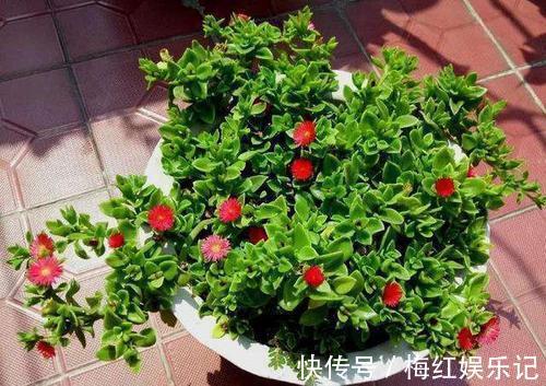 碰碰香|能“养人”的四种花,好养不怕热,可凉拌可泡茶,还能驱蚊子