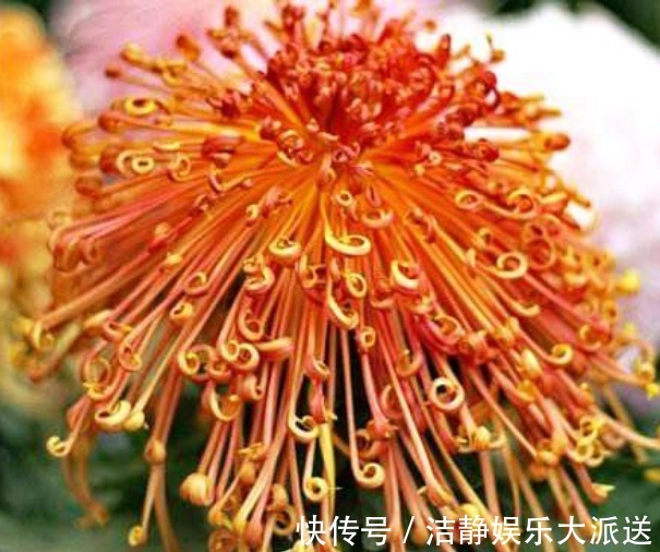 花瓣|家养这款菊花,号称“菊中珍品”,花似绣球,洁白如玉,美爆了