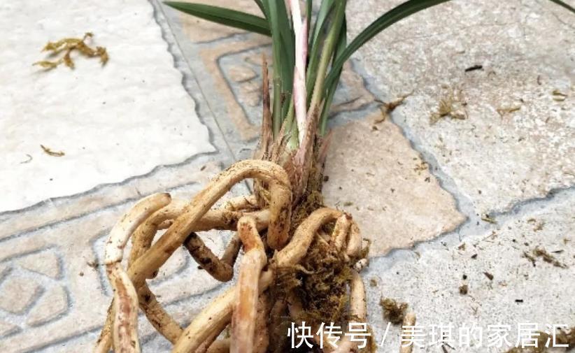 兰花烂根可能是哪些地方出问题？这4处，错一点植株都萎靡