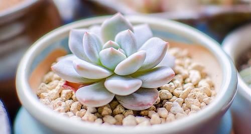 最厉害的养花营养液：给多肉植物喝一勺，新叶呼呼长，不比花肥差