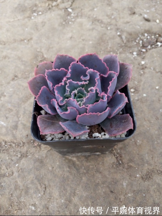 怎么养好多肉植物晚霞之舞?遵循此5点