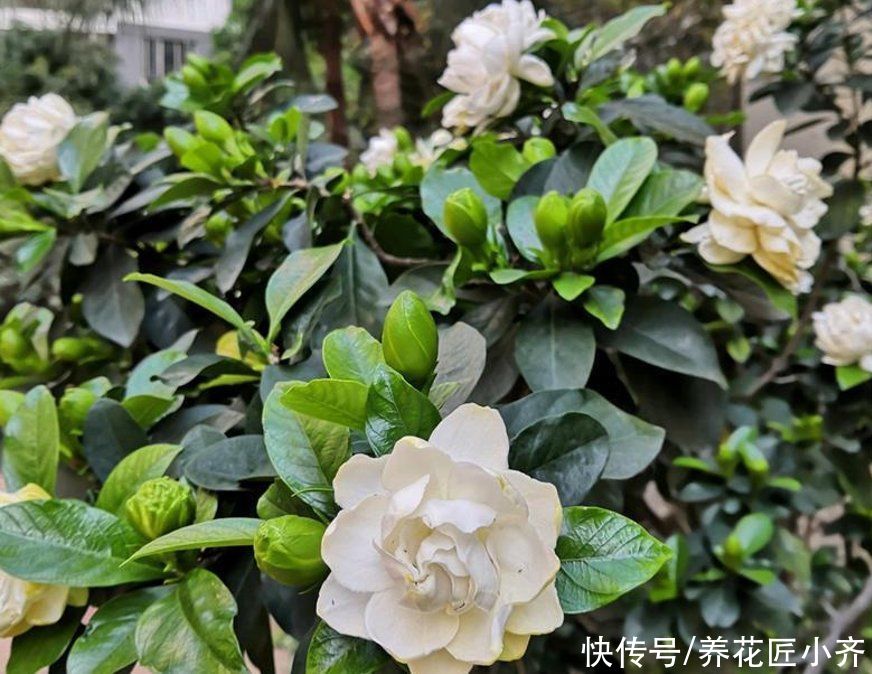 家庭|栀子花不适合家庭养?是你被“坑”了,它很好养,掌握技巧即可