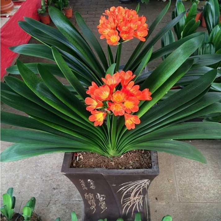 非常适合君子兰的肥料,让君子兰绿油油开花多!