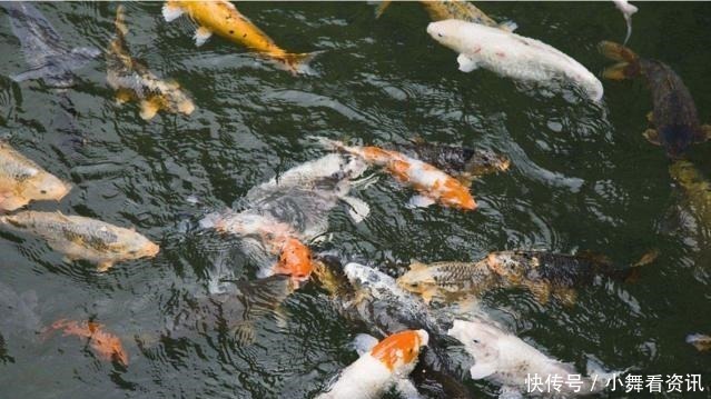 为什么刚挖的水塘什么都没有,过几天就会有鱼可算是知道了