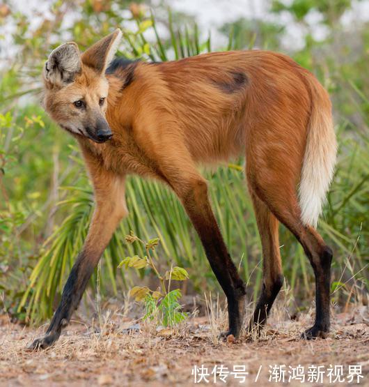 24张“活久见”生物照，仿佛来自另一个星球