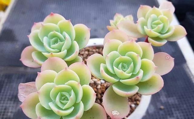 养多肉很简单，避开几个坑，黑腐，化水不再有，肥美又多姿