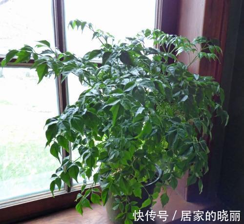 盆栽|盆栽幸福树掉叶枯叶的三大原因，教你辨别和挽救它