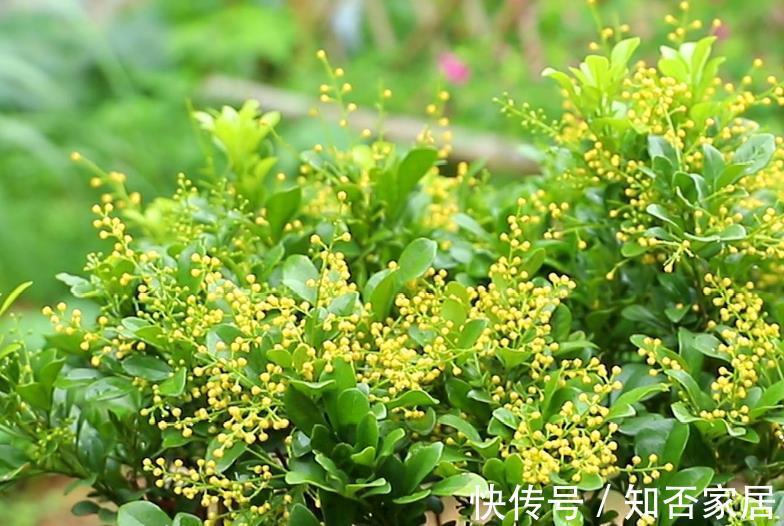 知晓|家里光照不足,四种花很难开花,养护要知晓