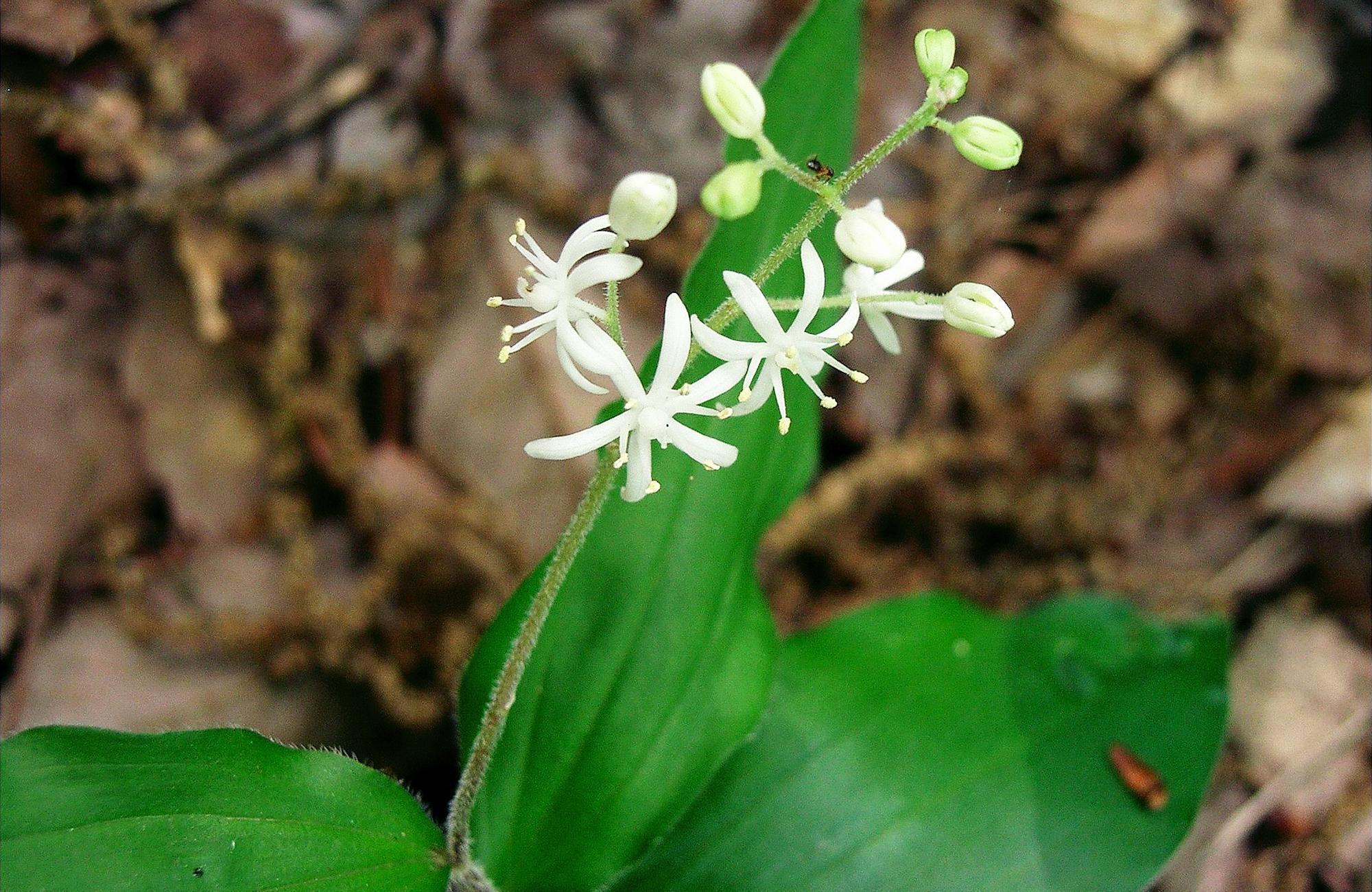 鹿药|山里一种野草,果实似樱桃,对肾有好处,价值珍贵人称“盘龙七”