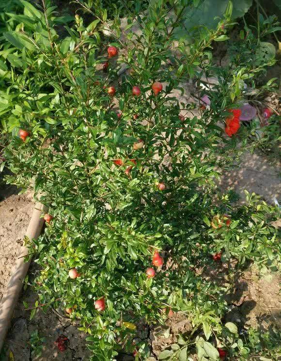 剪根粗枝插土里，2周能生根，一年长成大老桩