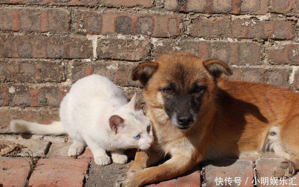 屋檐|俗语“燕知寒门,狗知新婿”并非迷信,其实有一定科学依据