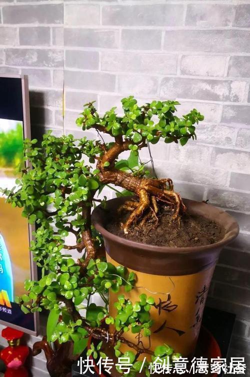 盆景|养金枝玉叶,了解掌握几个要点,枝干粗壮,长成老桩盆景!
